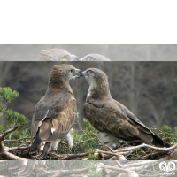 گونه عقاب مارخور Short-toed Eagle